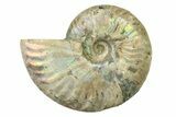 Silver Iridescent Ammonite (Cleoniceras) Fossil - Madagascar #327732-1